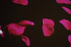 aleksandra-vasovic-rose-petals-art-installation-07